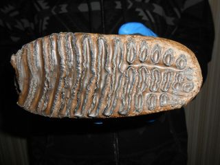 Fossil Tooth of a Woolly Mammoth！,  ！100 REAL PLEISTOCENE fossil！！999 8