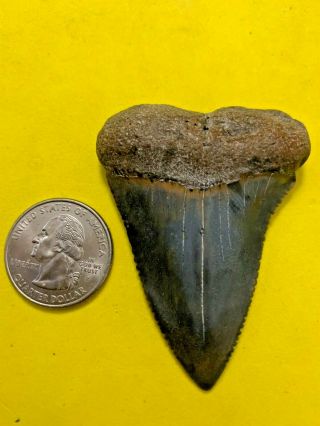 Great White Shark Tooth 2.  471 Inch Apex Artifacts