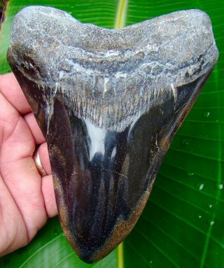 Megalodon Shark Tooth - 5 & 7/16 In.  Real Fossil Sharks Teeth - Jaw