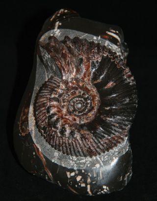 Ammonite Simbirskites Decheni (roemer) Fossil Russia