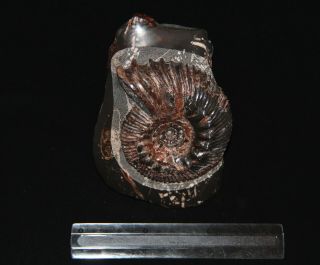 Ammonite Simbirskites decheni (Roemer) Fossil Russia 2