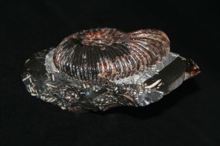 Ammonite Simbirskites decheni (Roemer) Fossil Russia 3