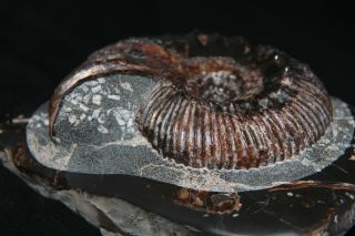 Ammonite Simbirskites decheni (Roemer) Fossil Russia 4
