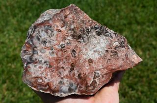 Petrified Palm Root Wood Polished 6 Lbs California Large Rare Unique Red Pink