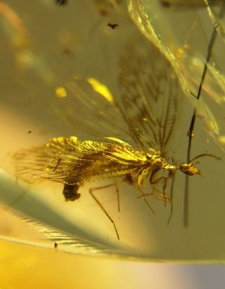 Neuroptera Lacewings&big Mosquito Fly Burmite Myanmar Amber Insect Fossil