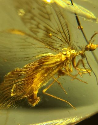 Neuroptera lacewings&big mosquito fly Burmite Myanmar Amber insect fossil 2