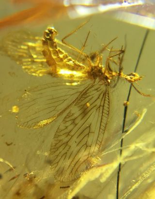 Neuroptera lacewings&big mosquito fly Burmite Myanmar Amber insect fossil 4