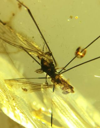 Neuroptera lacewings&big mosquito fly Burmite Myanmar Amber insect fossil 5