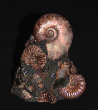 Ammonite Zuercherella Nodosohoplites Fossil Russia