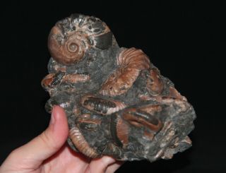 Ammonite Rare Jaubertella Micheliana Hipacanthoplites Beudanticeras Fossil