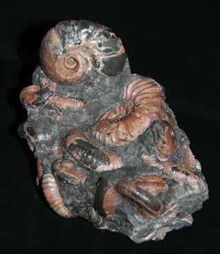 Ammonite RARE Jaubertella micheliana Hipacanthoplites Beudanticeras Fossil 2
