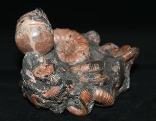 Ammonite RARE Jaubertella micheliana Hipacanthoplites Beudanticeras Fossil 3