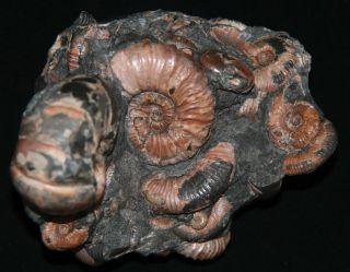 Ammonite RARE Jaubertella micheliana Hipacanthoplites Beudanticeras Fossil 4