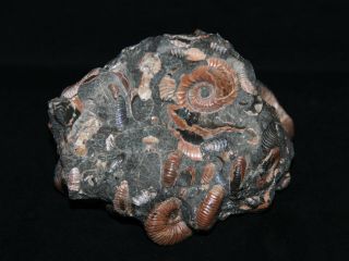 Ammonite RARE Jaubertella micheliana Hipacanthoplites Beudanticeras Fossil 5