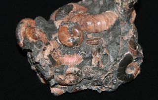 Ammonite RARE Jaubertella micheliana Hipacanthoplites Beudanticeras Fossil 6