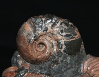 Ammonite RARE Jaubertella micheliana Hipacanthoplites Beudanticeras Fossil 7