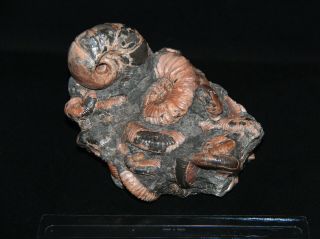 Ammonite RARE Jaubertella micheliana Hipacanthoplites Beudanticeras Fossil 8