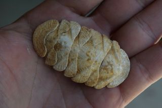 Fossil Chiton Polyplacophora Loma Point California Pleistocene Rare Peska Diego