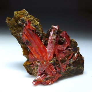 Fine Crocoite - Dundas,  Tasmania Old - Timer 7.  5cm,  Large Crystals