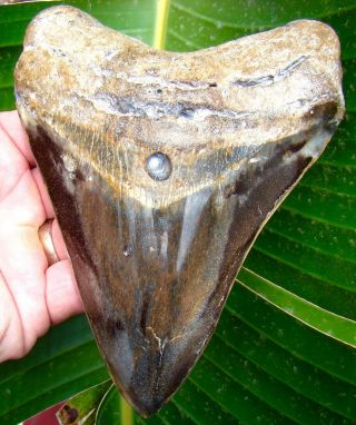 Megalodon Shark Tooth - Over 5 & 3/4 In.  Real Fossil Sharks Teeth - Jaw