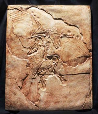 Archaeopteryx Jurassic Feathered Dinosaur Berlin Museum Fossil Cast
