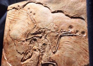 ARCHAEOPTERYX JURASSIC FEATHERED DINOSAUR Berlin Museum Fossil Cast 2