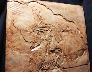 ARCHAEOPTERYX JURASSIC FEATHERED DINOSAUR Berlin Museum Fossil Cast 3
