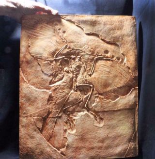 ARCHAEOPTERYX JURASSIC FEATHERED DINOSAUR Berlin Museum Fossil Cast 4
