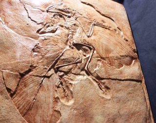 ARCHAEOPTERYX JURASSIC FEATHERED DINOSAUR Berlin Museum Fossil Cast 5