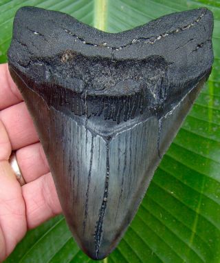 Megalodon Shark Tooth - 5 & 1/8 In.  - Real Fossil - No Restorations