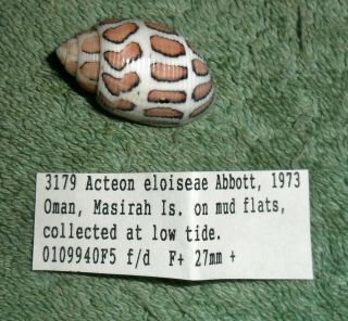 Bl Rfm 65670 Rare & Uncommon Shells Acteon Eloisae Abbott 1973 29.  2mm F,