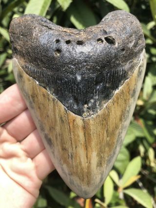 Huge Solid 5.  39” Megalodon Tooth Fossil Shark Teeth