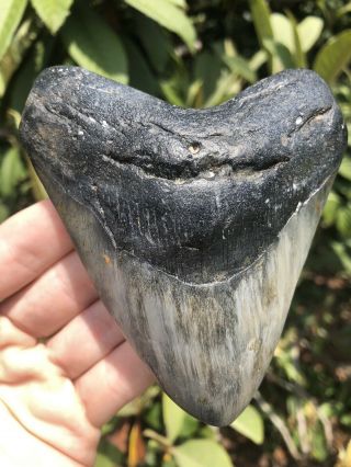 Huge Wide Dark 4.  49” Megalodon Tooth Fossil Shark Teeth