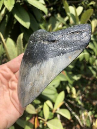 Huge Wide Dark 4.  49” Megalodon Tooth Fossil Shark Teeth 3