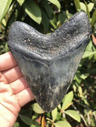 Huge Wide Dark 4.  49” Megalodon Tooth Fossil Shark Teeth 4