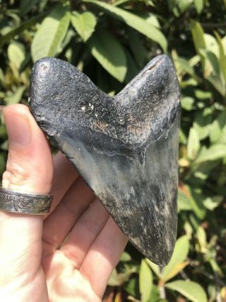 Huge Wide Dark 4.  49” Megalodon Tooth Fossil Shark Teeth 5