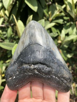 Huge Wide Dark 4.  49” Megalodon Tooth Fossil Shark Teeth 7
