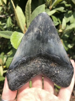 Huge Wide Dark 4.  49” Megalodon Tooth Fossil Shark Teeth 8