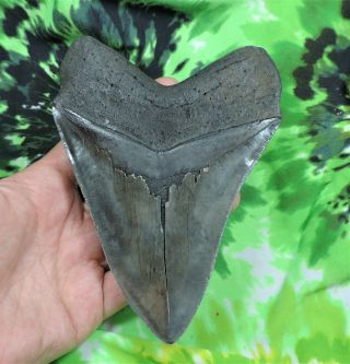 Megalodon Sharks Tooth 5 11/16  inch fossil sharks teeth sharks tooth 5