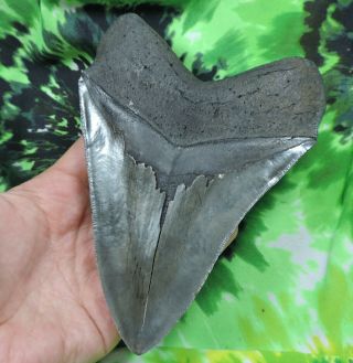 Megalodon Sharks Tooth 5 11/16  inch fossil sharks teeth sharks tooth 7