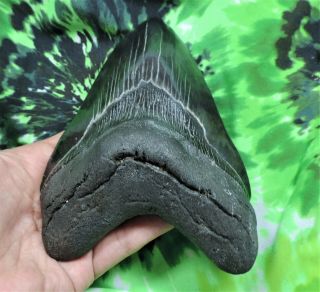 Megalodon Sharks Tooth 5 3/4  inch fossil sharks teeth sharks tooth 5