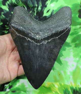 Megalodon Sharks Tooth 5 3/4  inch fossil sharks teeth sharks tooth 6