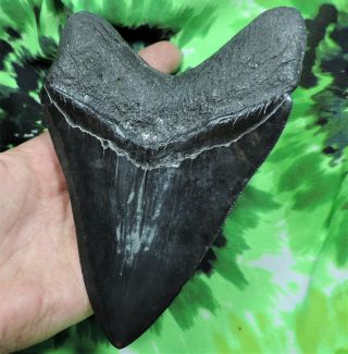 Megalodon Sharks Tooth 5 3/4  inch fossil sharks teeth sharks tooth 7