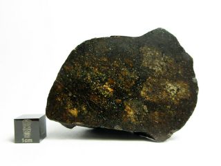 Nwa X Meteorite 188.  87g Windowed Half Stone (cut And Polished To See Inside)