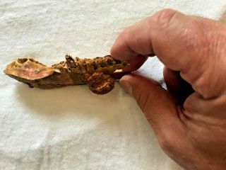 Rare Tumor On A Baby Spinosaurus Dinosaur Jaw