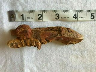 Rare tumor on a baby Spinosaurus dinosaur jaw 2