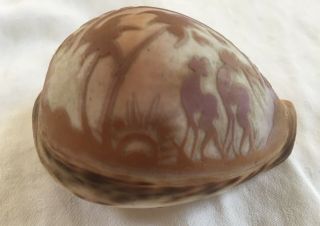Antique or Vintage Carved Tiger Cowrie Sea Shell - 