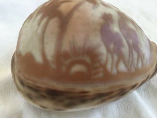Antique or Vintage Carved Tiger Cowrie Sea Shell - 
