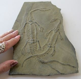 8 1/2 " Baby Dinosaur Skeleton Fossils Real Sedimentary Rock Jurassic Cretaceous