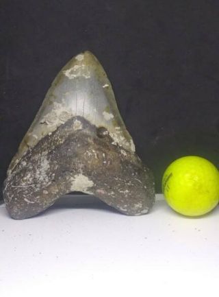 5.  19 " Megalodon Shark Tooth Fossil 100 Authentic